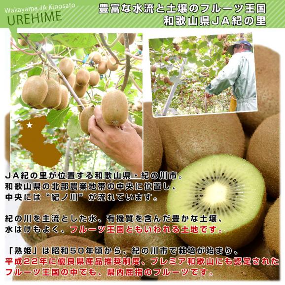 和歌山県産 JA紀の里 熟姫(うれひめ) 約1.8キロ(5玉から7玉入り×2袋) 送料無料 キウイフルーツ グリーンキウイ ヘイワード 市場発送05