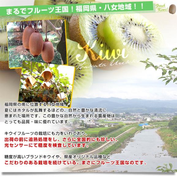 福岡県 JAふくおか八女 博多甘熟娘（はかたうれっこ）約1.8キロ (5玉から6玉×2袋) 送料無料 キウイ グリーンキウイ ヘイワード 市場発送05
