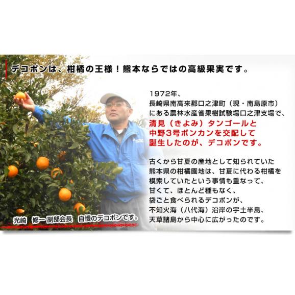 熊本県から産地直送 JAあまくさ デコポン ３L 5キロ (18玉) でこぽん しらぬひ 不知火 天草 送料無料05