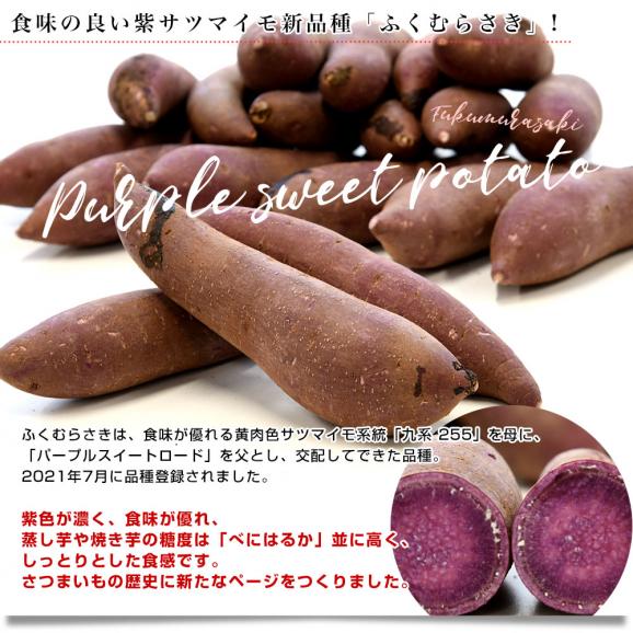 茨城県より産地直送 JAなめがたしおさい 行方の紫福（なめがたのしふく）品種名：ふくむらさき Mサイズ 約5キロ（18本前後） 送料無料 さつま芋 さつまいも サツマイモ 薩摩芋 紫芋 むらさき芋05
