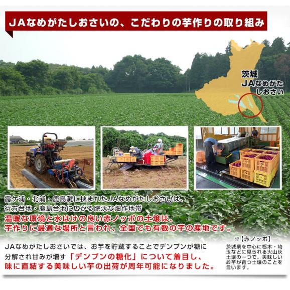 茨城県より産地直送 JAなめがたしおさい さつまいも「紅優甘 (べにゆうか)」 Mサイズ 5キロ(18本前後) 送料無料 さつま芋 サツマイモ 薩摩芋05