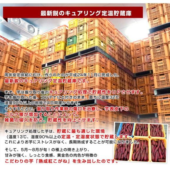 茨城県より産地直送 JAなめがたしおさい さつまいも「熟成紅こがね」 Mサイズ 約5キロ（18本前後） 送料無料 行方 薩摩芋05