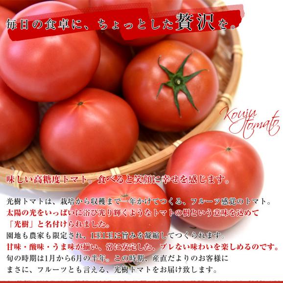 佐賀県産 高糖度 かわそえ光樹トマト 約1キロ化粧箱入 （10玉から16玉入） 送料無料 市場発送05