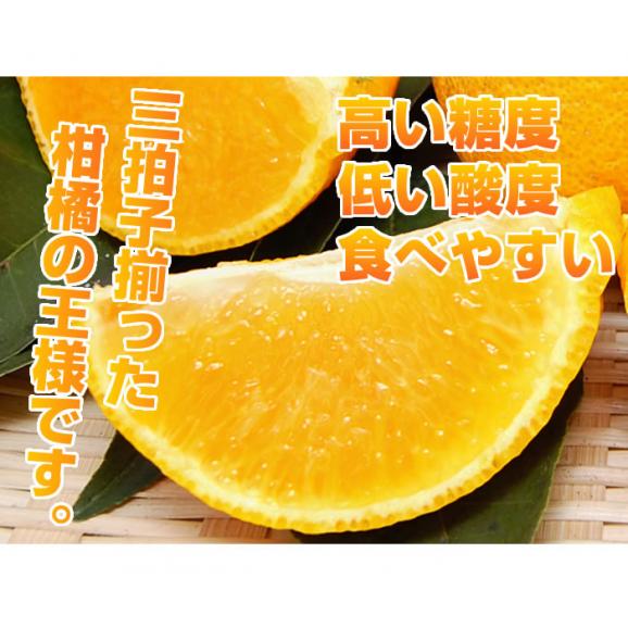 デコポン 熊本県産 約2.0kg 光センサー選果 12月中旬ごろより出荷【東北200円、北海道400円、沖縄・離島1000円の追加送料】05
