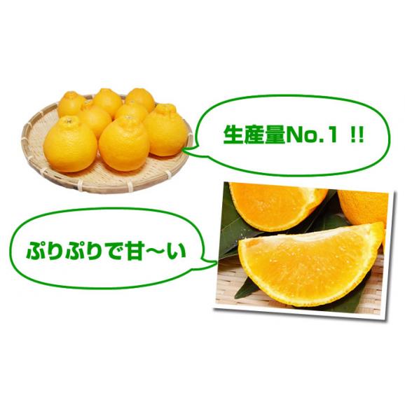 訳あり デコみかん 箱込10kg 内容量9kg+補償分500g 送料無料 3月中旬〜下旬ごろより順次出荷開始 デコポン と 同品種 ご自宅用03