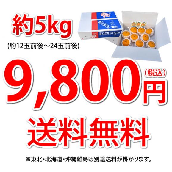 デコポン 光センサー選果 送料無料 秀品約5kg DEKOPON ハウス栽培 熊本県産 御歳暮 ギフト 不知火 フルーツ お取り寄せ みかん 蜜柑 ミカン05