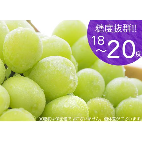 シャインマスカット 2房 計約1.2kg以上 ギフト クール便 送料無料 ぶどう ブドウ 葡萄 お取り寄せ 果物 【5～10営業日以内で出荷予定（店舗休業日除く）】05