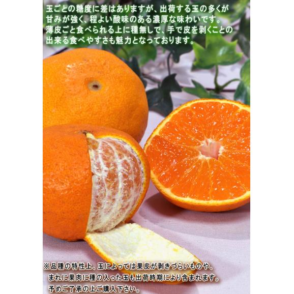 不知火 しらぬい 約2.5kg 6～12玉入り 熊本県産 個人農家産 本場で育てた抜群の甘酸っぱさ！デコポンと同一の人気品種05