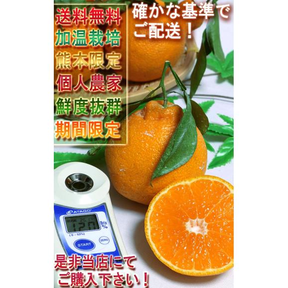 不知火 しらぬい 約5kg M～2Lサイズ中心 熊本県産 個人農家産 熊本県で育てた本場の味わい！デコポンと同品種のタンゴール05
