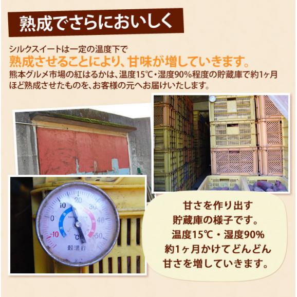シルクスイート 訳あり 5kg 箱込 内容量4kg+補償分500g 送料無料 生芋 さつまいも 熊本県産 べにはるか サツマイモ 焼き芋に 芋 いも05