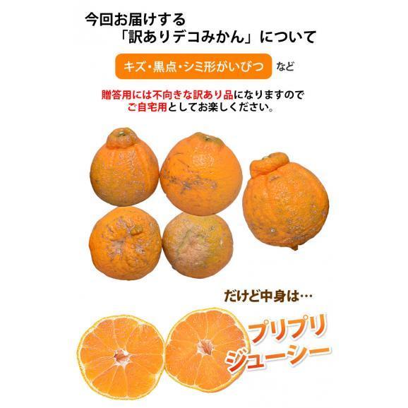 デコポン 同品種 訳ありデコみかん 5kg 箱込 (内容量4kg+補償分500g) 送料無料 熊本県産 フルーツ お取り寄せ みかん ミカン 蜜柑 不知火05