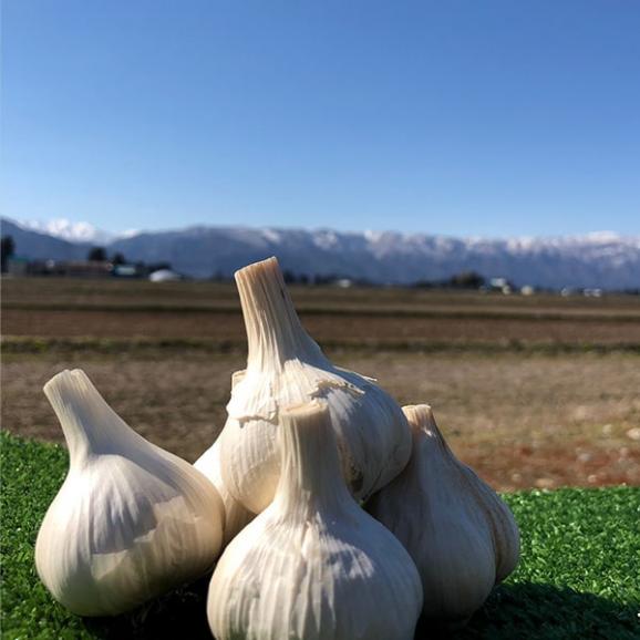 山形の生にんにく約1kg[ネット入]06