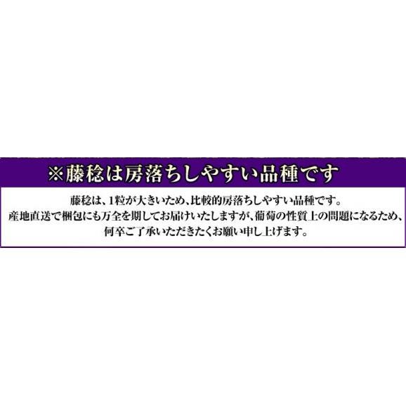 大房 黒ぶどう 大峰 （藤稔）秀品 大房1房 約650g 山梨県産  JAふえふき 御坂 　簡易箱 ※冷蔵 6房まで送料1口 藤稔04