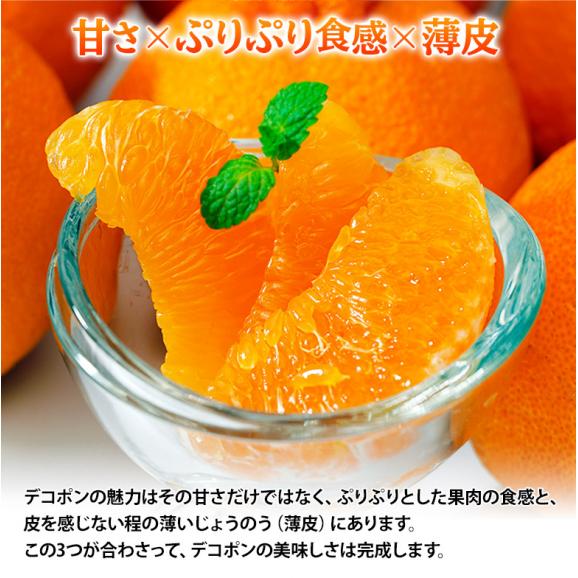 デコポン 熊本県産 優品以上 大玉 約5kg（12〜15玉）産地箱 ※常温　送料無料　熊本デコポン 柑橘06