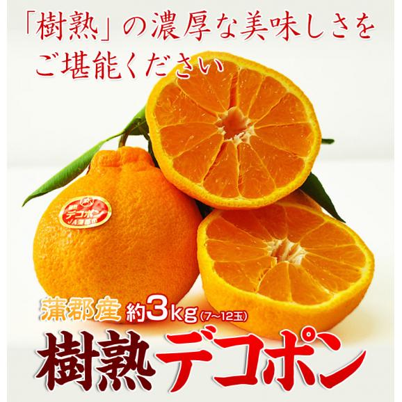 JA蒲郡市 葉付き 樹熟デコポン 愛知県産 秀 2～5L 約3kg （7～12玉） 化粧箱 風袋込 ※常温 送料無料06