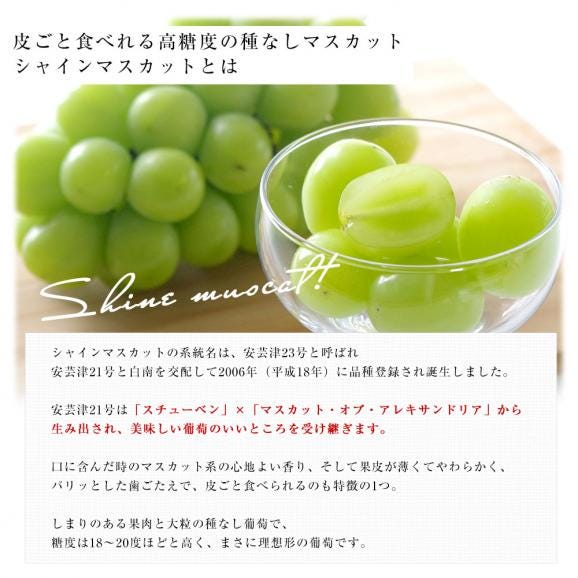 山梨県 JAフルーツ山梨 フルーツセット 春日居の桃 青秀品 4玉 (約1.2キロ) ＆高級ハウスシャインマスカット 秀品 1房 450g以上 送料無料 お中元 夏ギフト06