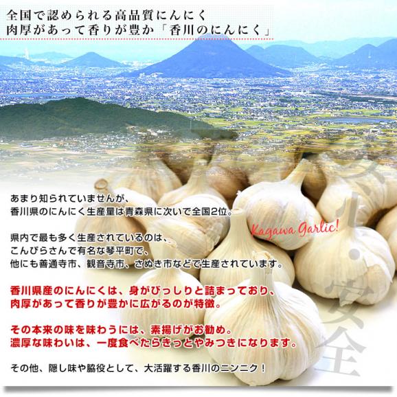 香川県より産地直送 JA香川県 生にんにく 訳あり 2キロ (20玉から40玉前後) 送料無料 生ニンニク 大蒜 葫 香川にんにく06