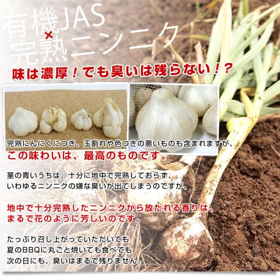 北海道から産地直送 赤井川村 滝本さんの有機JAS完熟にんにく　どっさり1kg分（25玉前後）送料無料 にんにく ニンニク 大蒜06