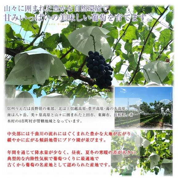 送料無料 長野県より産地直送 JA信州うえだ シャインマスカット 合計1.2キロ（大房2房入り）ぶどう 葡萄06