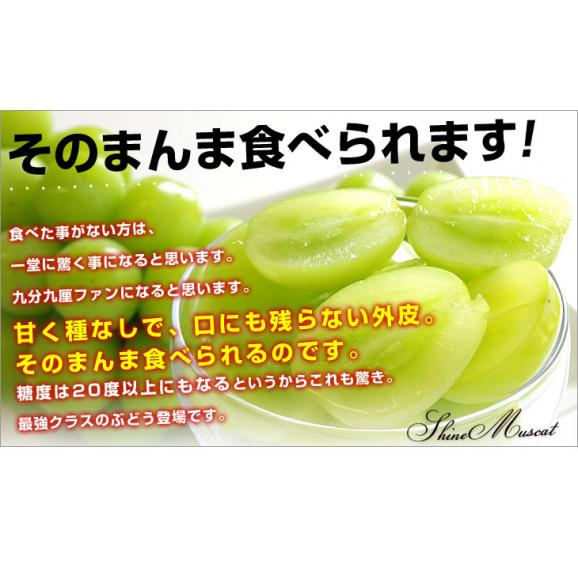 山梨県産　JAふえふき 大型シャインマスカット約1.2キロ（2房）送料無料 ぶどう ブドウ 種なしぶどう  クール便発送06