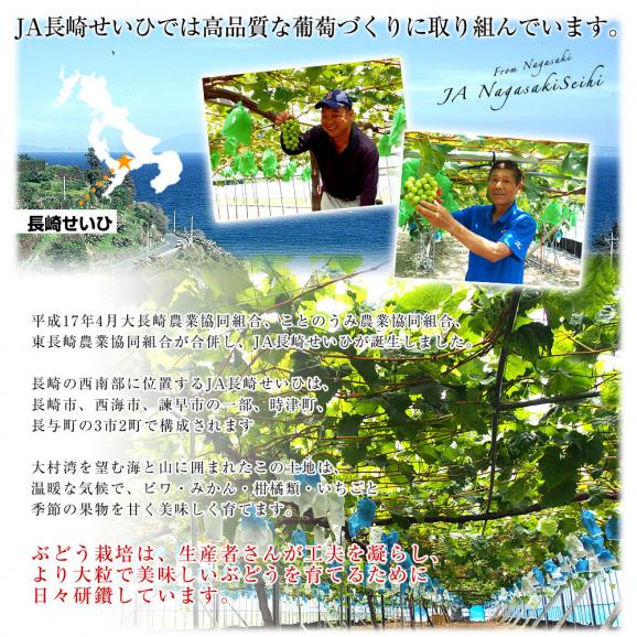 長崎県より産地直送 JA長崎せいひ 大型ぶどう3房セット 合計約1.5キロ (シャインマスカット×2房・伊豆錦×1房) 送料無料　クール便　葡萄 ぶどう いずにしき06