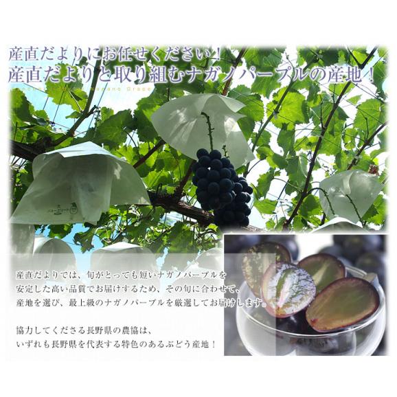 長野県産　ナガノパープル　約1キロ（2房入り）黒ぶどう　葡萄　ブドウ　ぶどう　送料無料　クール便06