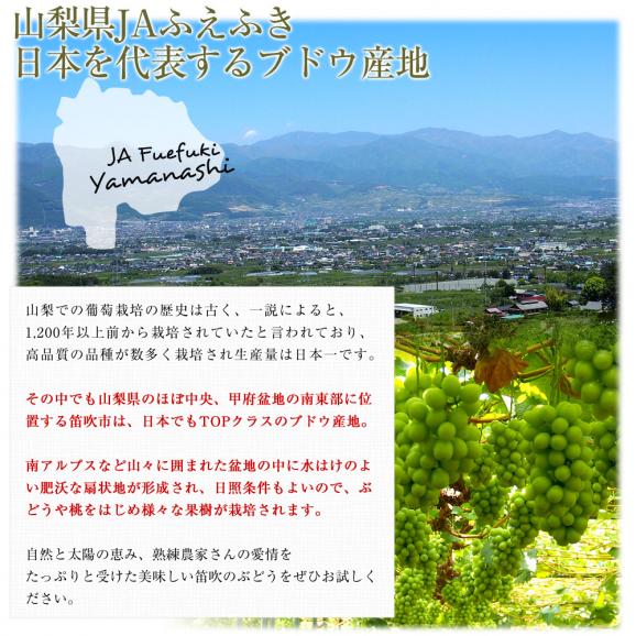 山梨県から産地発送 JAふえふき 高級ハウス栽培シャインマスカット 秀品 1房 500g化粧箱入り ぶどう 葡萄06