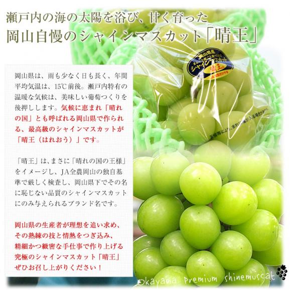 岡山県産 JA晴れの国岡山 シャインマスカット 晴王 青秀 約1.2キロ(600g×2房) 葡萄 ぶどう ブドウ 送料無料  クール便06