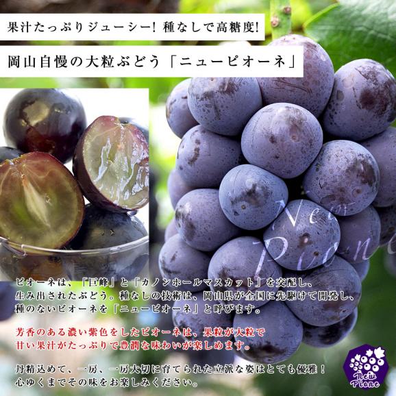 敬老の日に最適　JA全農おかやま協賛 岡山県産 高級ぶどう3種セット（シャインマスカット＆アレキサンドリア＆ニューピオーネ 合計3房）(500gから600g×3房）送料無料06