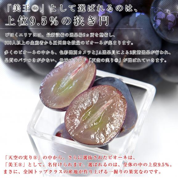 岡山県産 JA晴れの国岡山 びほくエリア ニューピオーネ 天空の実り「美王(R)」約1.2キロ(2房) 送料無料 ブドウ 葡萄 種なしぶどう  ※クール便06