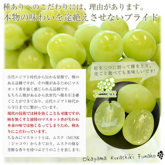 岡山県産　JA全農おかやま マスカット・オブ・アレキサンドリア 赤秀 大房 1房化粧箱（750g）葡萄 ぶどう あれき クール便発送 お中元 ギフト06
