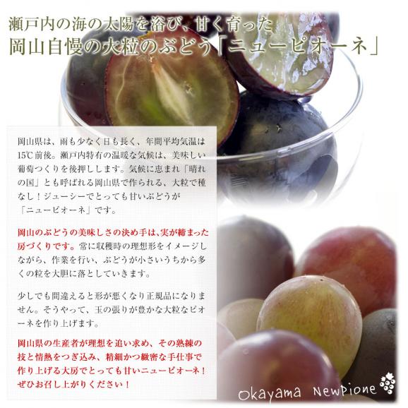 岡山県産　自家用ニューピオーネ　約1.5キロ（3房）送料無料 ぶどう 種なし黒ぶどう06
