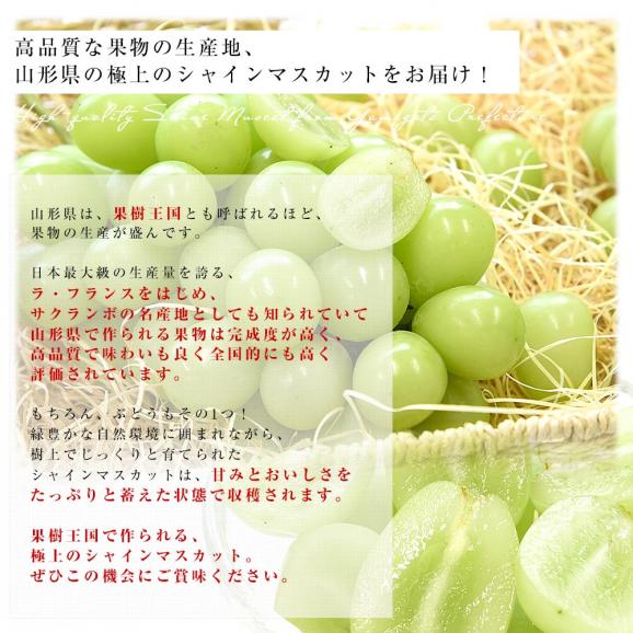 山形県産 超特大シャインマスカット 約1.6キロ(2房) 送料無料 ぶどう 葡萄 ブドウ マスカット 白ぶどう06