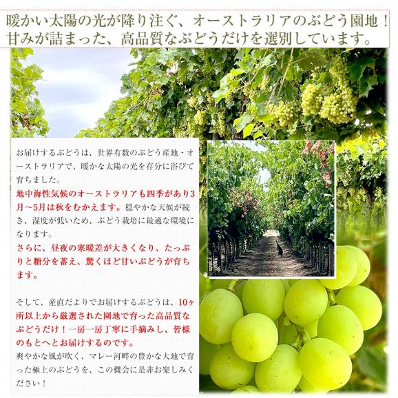 皮ごと食べられる！高糖度！シードレスぶどう オーストラリア産 約1.2キロ（約600g×2入）送料無料 種なしぶどう 輸入ぶどう 海外ぶどう06