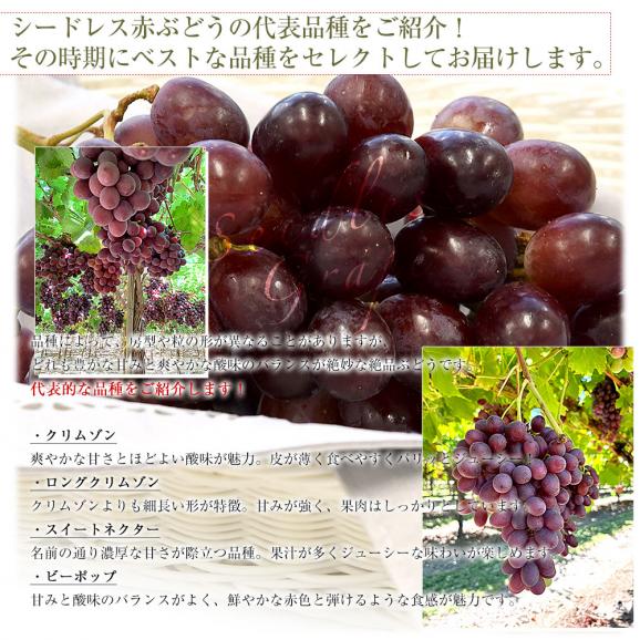 皮ごと食べられる！豊かな甘み！シードレス赤ぶどう オーストラリア産 約1.2キロ（約600g×2入）送料無料 種なしぶどう 輸入ぶどう 海外ぶどう06