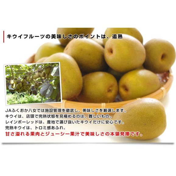 福岡県JAふくおか八女 レインボーレッドキウイ 約800g(9玉入) キウイフルーツ キウィ06