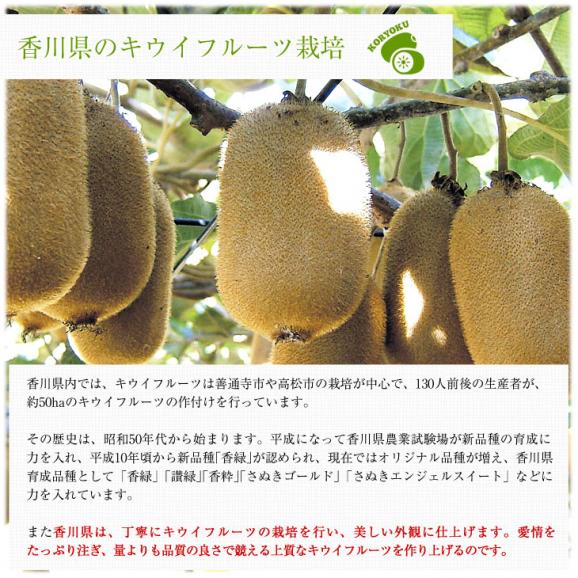 香川県より産地直送 JA香川県 キウイフルーツ 香緑(こうりょく) 　訳あり品　約3キロ　(15から30玉前後) 送料無料06