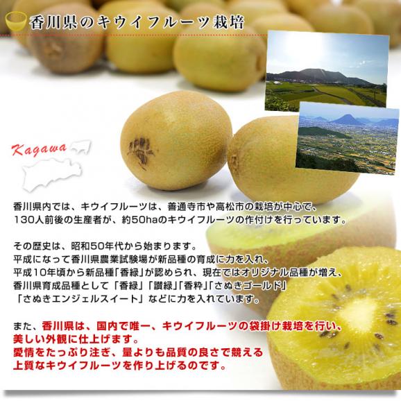 香川県より産地直送 JA香川県 高糖度キウイ さぬきキウイっこ 2キロ　(40玉から80玉前後) 送料無料　キウイフルーツ 讃岐キウイ きういっこ 国産キウイ06