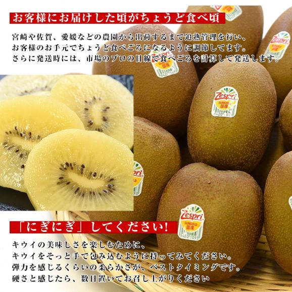 国産 ゼスプリ・サンゴールドキウイ約1.8キロ（合計14玉から20玉）※ゼスプリ キウイマグネット付き 送料無料　キウイフルーツ06