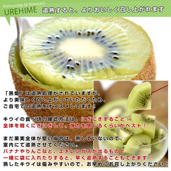和歌山県産 JA紀の里 熟姫(うれひめ) 約1.8キロ(5玉から7玉入り×2袋) 送料無料 キウイフルーツ グリーンキウイ ヘイワード 市場発送06