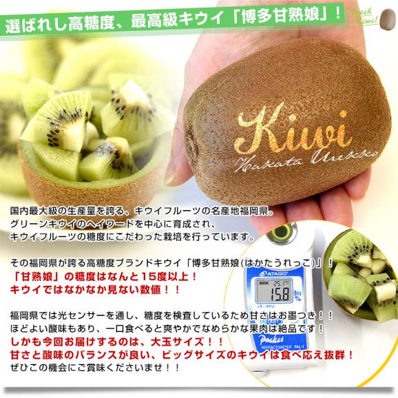 【キウイセット】和歌山県 JA紀の里「熟姫(うれひめ)」+福岡県 JAふくおか八女「博多甘熟娘(はかたうれっこ)」合計約1.8キロ（10玉から12玉）送料無料 市場発送 06