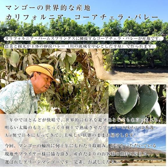 カリフォルニア　グリーンマンゴー（キーツマンゴー）大玉厳選２L　5.5キロ（12玉入）送料無料 クール便 マンゴー キーツマンゴー トロピカルフルーツ06