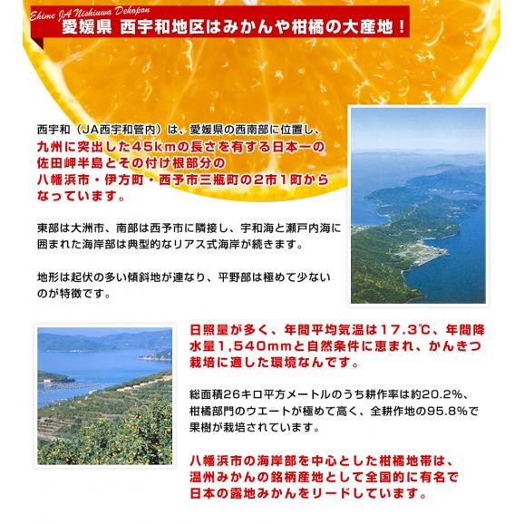 愛媛県 JAにしうわ デコポン 秀品  約2.5キロ 3LからLサイズ（9玉から12玉）でこぽん 柑橘 オレンジ 西宇和 八幡浜06