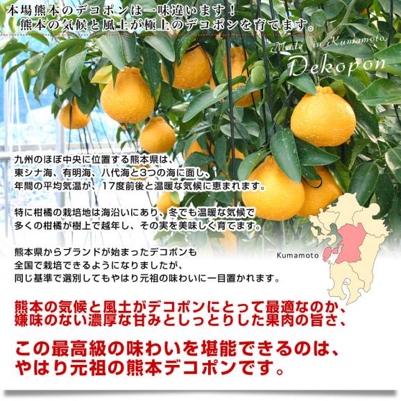 熊本県産　JA熊本果実連　本場の熊本デコポン お得用 5キロ ２LからLサイズ (20玉から24玉) 送料無料 でこぽん デコぽん JAあしきた他 市場発送06