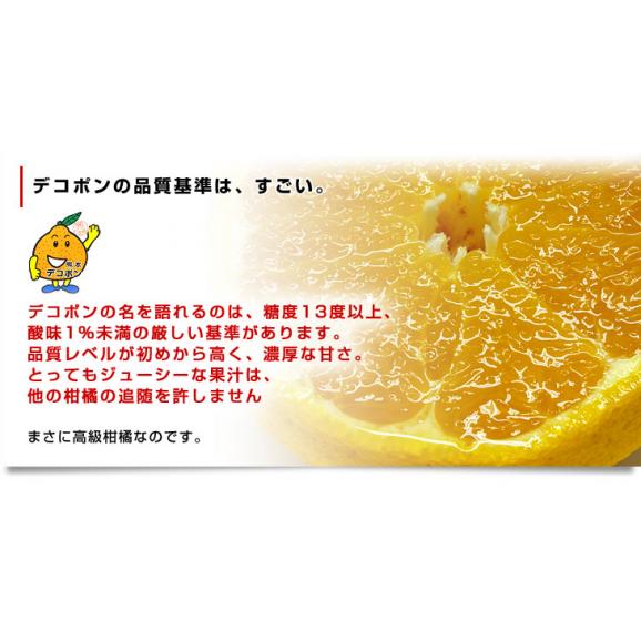 熊本県から産地直送 JAあまくさ デコポン ３L 5キロ (18玉) でこぽん しらぬひ 不知火 天草 送料無料06