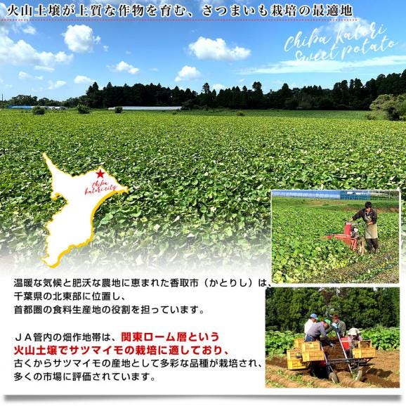 千葉県産 JAかとり 紅はるか Lサイズ 約2.5キロ 7本前後 送料無料 さつまいも サツマイモ 薩摩芋 新芋 市場発送06
