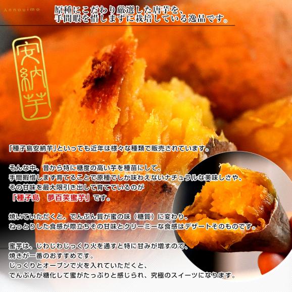 種子島産　夢百笑蜜芋　750g×2箱（18本前後）　送料無料　市場発送　あんのういも　みついも　鹿児島県  安納芋06