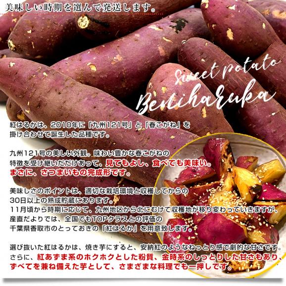 千葉県産 JAかとり 紅はるか BLサイズ 約5キロ 10本から13本前後（形不揃い） 送料無料 さつまいも サツマイモ 薩摩芋 新芋 市場発送06