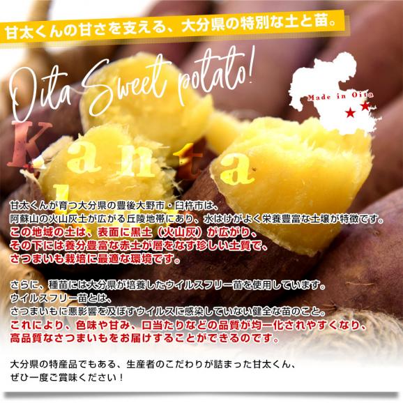 大分県産 JAおおいた 甘太くん Mサイズ 約2.5キロ（14本前後）送料無料 かんたくん サツマイモ 薩摩芋 甘藷 かんしょ 紅はるか べにはるか06