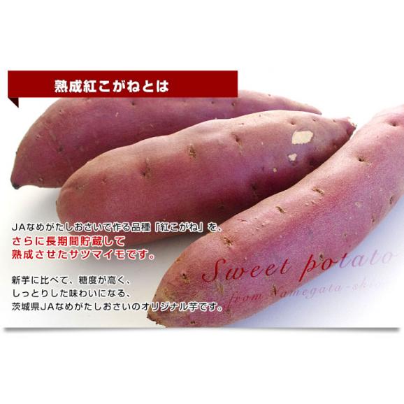 茨城県より産地直送 JAなめがたしおさい さつまいも「熟成紅こがね」 SからSSサイズ 約1キロ（5本から10本）3箱セット 送料無料 行方 薩摩芋06